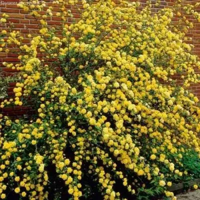 Керрия японская АУРЕОВАРИЕГАТТА в Челябинске