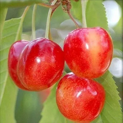 Черешня МЕДУНИЦА в Челябинске