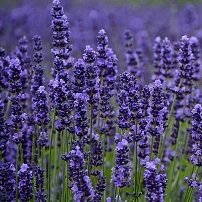 Лаванда МАНСТЕД узколистная  Лаванда МАНСТЕД узколистная в Челябинске