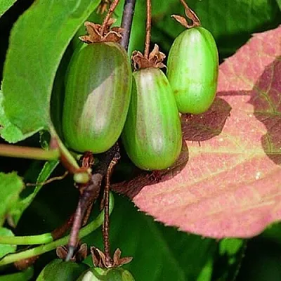 саженцы актинидии саженцы актинидии