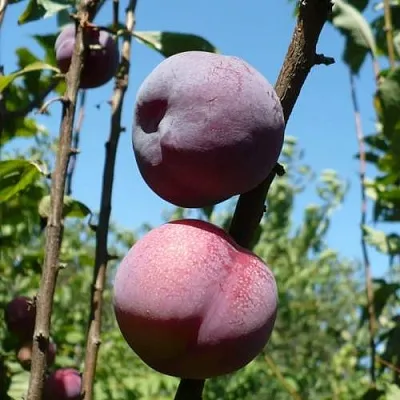 Плумкот ВЕЙ ВОНГ  Плумкот ВЕЙ ВОНГ в Челябинске