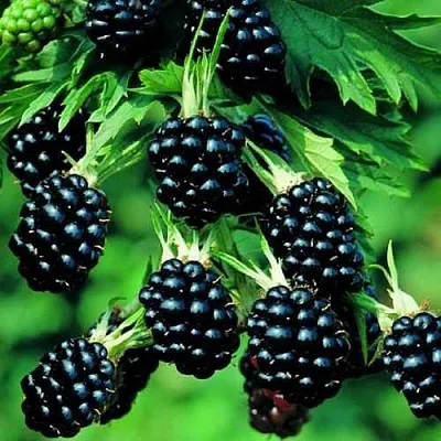 Ежевика КИТАНИНИ бесшипная  Ежевика КИТАНИНИ бесшипная в Челябинске