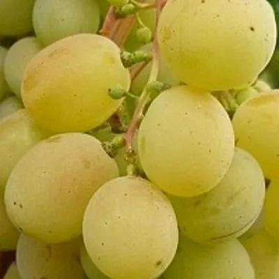 Виноград ТАЛИСМАН в Челябинске