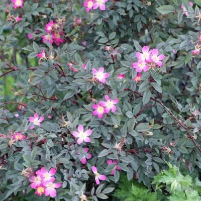 Саженцы роз сизая — описание сорта Саженцы роз сизая в Челябинске