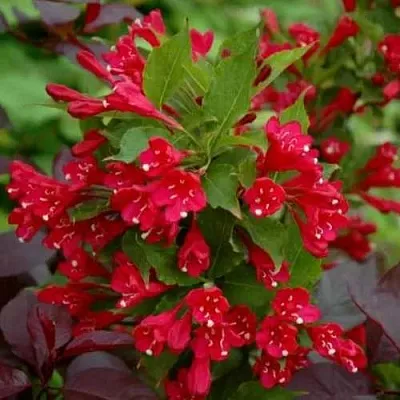 Вейгела РЕД ПРИНЦ  Вейгела РЕД ПРИНЦ в Челябинске