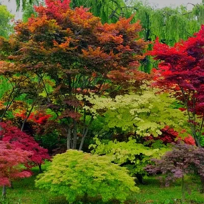 Лиственные деревья  Лиственные деревья в Челябинске