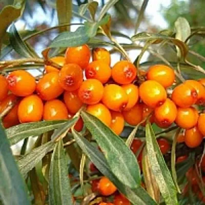 Облепиха БОТАНИЧЕСКАЯ  Облепиха БОТАНИЧЕСКАЯ в Челябинске