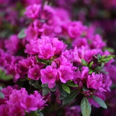 Азалия ГЕЙША ПЕРПЛ японская  Азалия ГЕЙША ПЕРПЛ японская в Челябинске