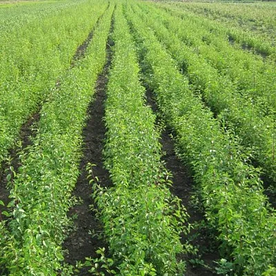 Подвой  Подвой в Челябинске