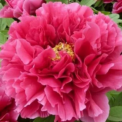 Пион КОРОЛЕВСКИЙ ЦВЕТОК древовидный  Пион КОРОЛЕВСКИЙ ЦВЕТОК древовидный в Челябинске