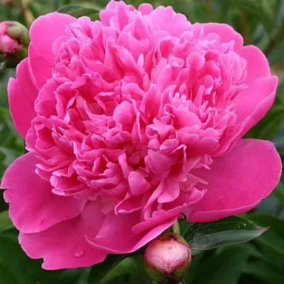 Пион ЭДУЛИС СУПЕРБА травянистый  Пион ЭДУЛИС СУПЕРБА травянистый в Челябинске