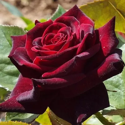 Саженцы роз БЛЭК БАККАРА чайно-гибридная в Челябинске