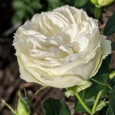 Саженцы роз ВАЙТ ПИАНО чайно-гибридная  Саженцы роз ВАЙТ ПИАНО чайно-гибридная в Челябинске