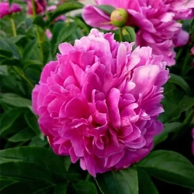 Пион ФЕЛИКС КРАУССЕ травянистый  Пион ФЕЛИКС КРАУССЕ травянистый в Челябинске