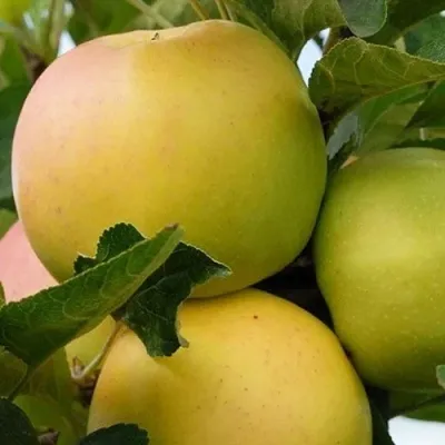 Яблоня БАНАНОВОЕ в Челябинске