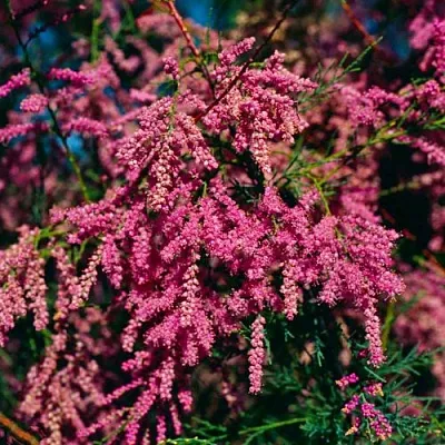 Тамарикс в Челябинске