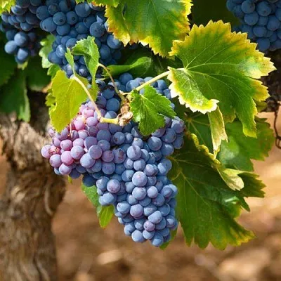 Виноград ЗИЛГА в Челябинске