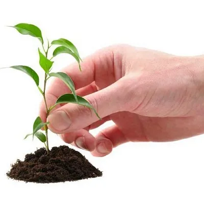 Саженцы  Саженцы в Челябинске