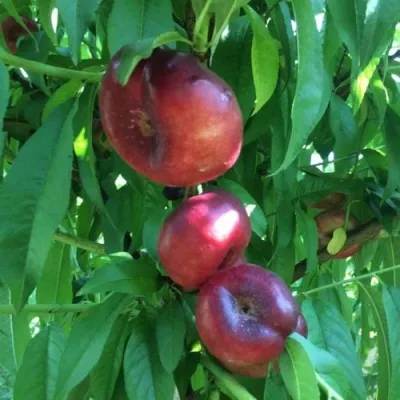 Нектарин ДОНАТ ИНЖИРНЫЙ — описание сорта Нектарин ДОНАТ ИНЖИРНЫЙ в Челябинске