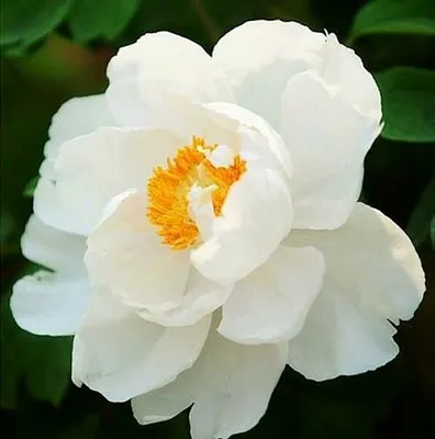 Пион ЛЕТНИЙ ДВОРЕЦ древовидный  Пион ЛЕТНИЙ ДВОРЕЦ древовидный в Челябинске