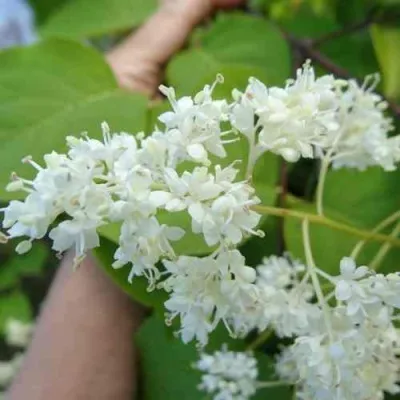 Сирень АМУРСКАЯ — описание сорта Сирень АМУРСКАЯ в Челябинске