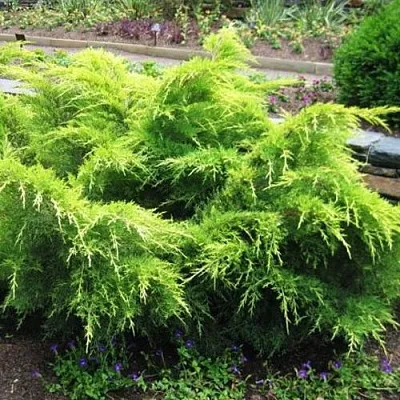 Можжевельник ГОЛД КОСТ средний  Можжевельник ГОЛД КОСТ средний в Челябинске