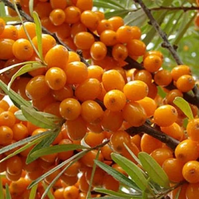 Облепиха ВИТАМИННАЯ  Облепиха ВИТАМИННАЯ в Челябинске