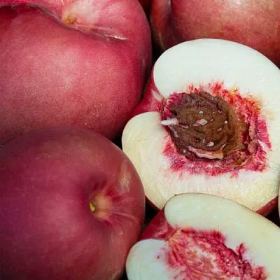 НЕКТАПЛЮМ  НЕКТАПЛЮМ в Челябинске