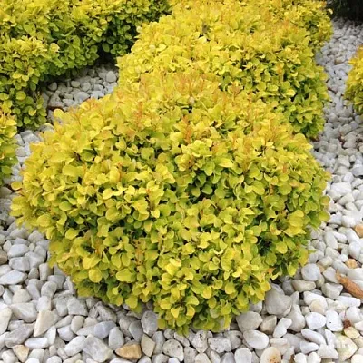 Барбарис БОНАНЗА ГОЛД тунберга  Барбарис БОНАНЗА ГОЛД тунберга в Челябинске