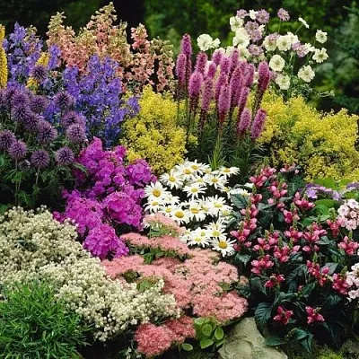 Многолетние растения  Многолетние растения в Челябинске