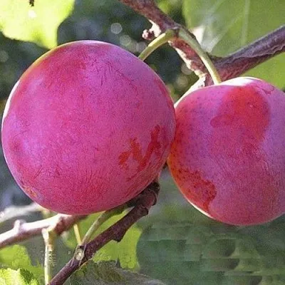 Слива ДЕЛИКАТНАЯ в Челябинске