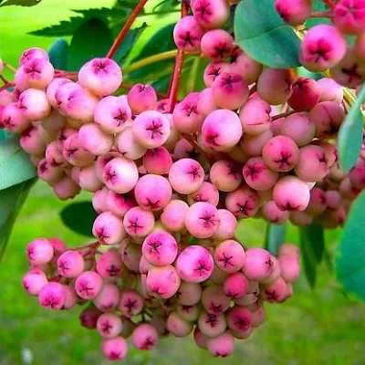 Рябина ПИНК сладкоплодная  Рябина ПИНК сладкоплодная в Челябинске