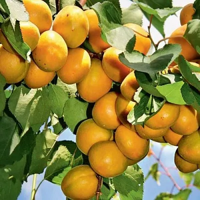 Абрикос БРЯНСКИЙ РАННИЙ в Челябинске
