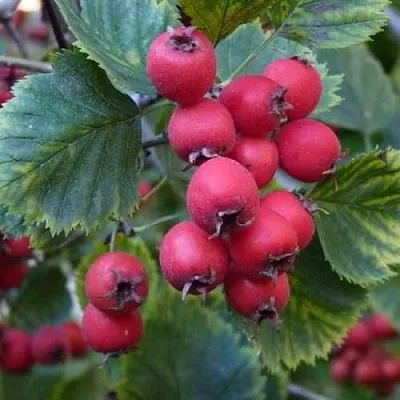 Боярышник АРНОЛЬДА  Боярышник АРНОЛЬДА в Челябинске