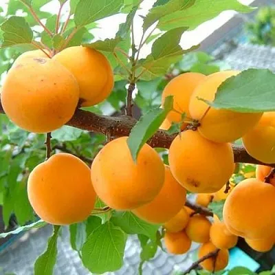 Абрикос ОРИГИНАЛ в Челябинске