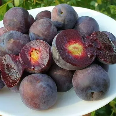 Сливово-вишневый гибрид МЕЙНОР  Сливово-вишневый гибрид МЕЙНОР в Челябинске