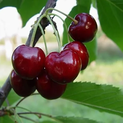 Черешня СТЕЛЛА в Челябинске