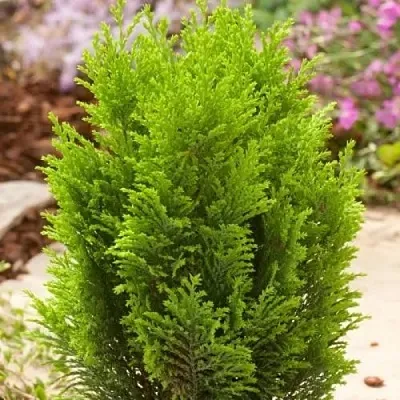 Кипарисовик ЭЛВУДИ ГОЛД лавсона  Кипарисовик ЭЛВУДИ ГОЛД лавсона в Челябинске