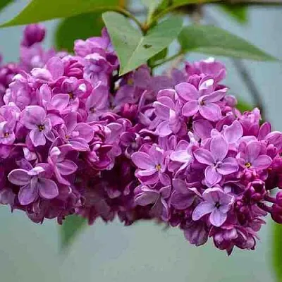 Сирень  в Челябинске