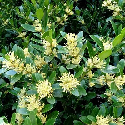 Самшит в Челябинске