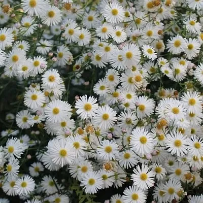 Болтония СНОУБЭНК  Болтония СНОУБЭНК в Челябинске