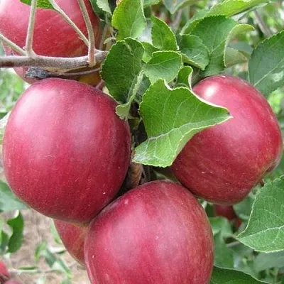 Яблони Московское Ожерелье колонновидная в Челябинске