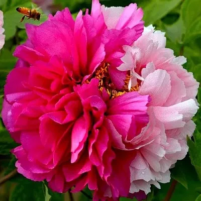 Пион ДВЕ СЕСТРЫ древовидный  Пион ДВЕ СЕСТРЫ древовидный в Челябинске