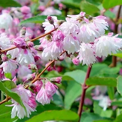 Дейция в Челябинске