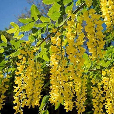 Бобовник в Челябинске