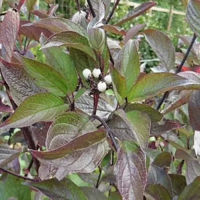 Дерен КЕССЕЛЬРИНГИ  Дерен КЕССЕЛЬРИНГИ в Челябинске