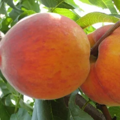Персик СОЧНЫЙ — описание сорта Персик СОЧНЫЙ в Челябинске