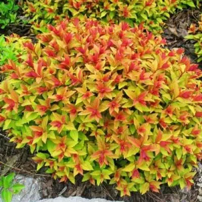 Спирея ГОЛДФЛЕЙМ в Челябинске