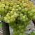 Виноград КИШМИШ 342 в Челябинске