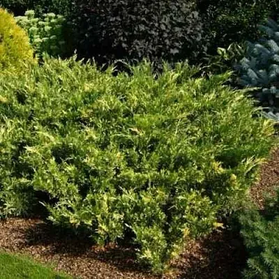 Можжевельник ВАРИЕГАТА казацкий  Можжевельник ВАРИЕГАТА казацкий в Челябинске